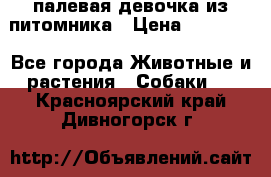 палевая девочка из питомника › Цена ­ 40 000 - Все города Животные и растения » Собаки   . Красноярский край,Дивногорск г.